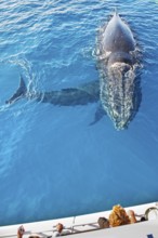 People on boat whale watching, Hervey Bay, Queensland, Australia