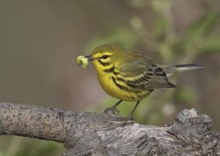 Prairie Warbler (Setophaga discolor) male, Ohio, USA