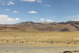A serene landscape in Ladakh, India, showing a field with grazing sheep under a vast blue sky,
