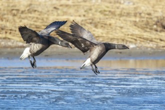 Brant Goose (Branta bernicla) landing, Netherlands