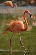 American flamingo (Phoenicopterus ruber) pink bird in pond