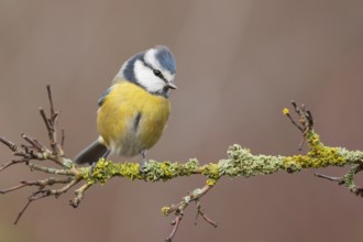 Eurasian Blue Tit (Cyanistes caeruleus) perched on a branch, Lower Saxony, Germany