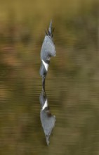 Belted Kingfisher (Megaceryle alcyon) female hunting, Texas, USA