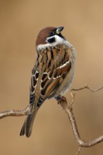Eurasian Tree Sparrow (Passer montanus), Utrecht, Netherlands