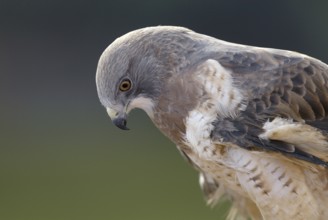 Swainson's Hawk (Buteo swainsoni), Arizona, USA