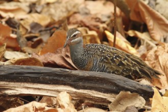Buff-banded Rail (Gallirallus philippensis), Queensland, Australia
