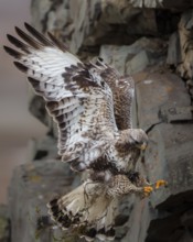 Rough-legged Buzzard (Buteo lagopus) flying, Finnmark, Norway