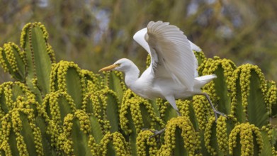 Western Cattle Egret (Bubulcus ibis), Spain