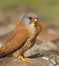 Male lesser kestrel (Falco naumanni) with captured scolopender (giant runner), Extremadura, Spain