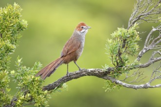 Rufous Bristlebird (Dasyornis broadbenti) male, Victoria, Australia