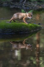 One young red fox, Vulpes vulpes, walking over a mossy rock in a shallow forest creek in late light