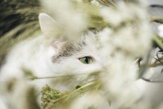 A green-eyed cat gazes through delicate white flowers and lush foliage, creating a serene and