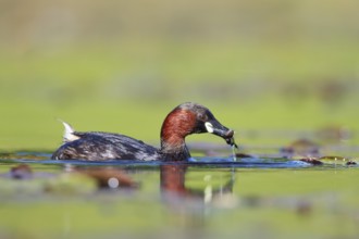 Little Grebe (Tachybaptus ruficollis) with fish prey in beak, North Rhine-Westphalia, Germany