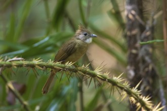 Ochraceous Bulbul (Alophoixus ochraceus) perched on a thorny branch, Cat Tien National Park,