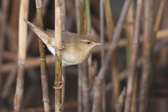Middendorff's Grasshopper Warbler (Locustella ochotensis), Guandu Wetlands, Taiwan
