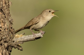 House Wren (Troglodytes aedon) singing, British Columbia, Canada