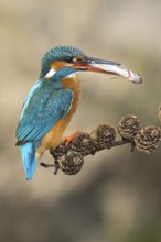 Common Kingfisher (Alcedo atthis) female perched on a branch with a fish in its beak, Lower Saxony,