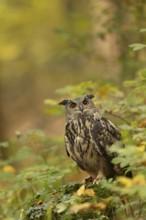 Eurasian Eagle-Owl (Bubo bubo) captive, Baden-Wuerttemberg, Germany
