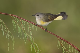 American Redstart (Setophaga ruticilla) female perched on a branch, Texas, USA