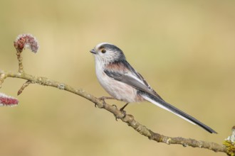 Long-tailed Tit (Aegithalos caudatus) sitting on a branch of a black poplar (Populus nigra),