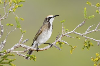 Tawny-crowned Honeyeater (Gliciphila melanops), Kangaroo Island, South Australia, Australia