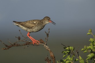 Common Redshank (Tringa totanus), Dalarna, Sweden