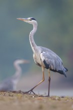 Grey Heron (Ardea cinerea), North Rhine-Westphalia, Germany