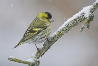 Eurasian Siskin (Spinus spinus) male, Saxony, Germany