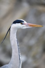 Grey heron (Ardea cinerea), portrait, Vienna, Austria