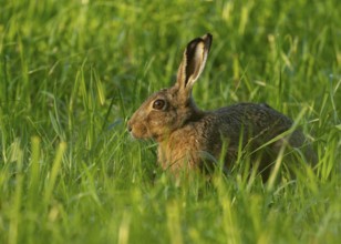 European hare (Lepus europaeus) sitting in a green meadow, wildlife, Lower Saxony, Germany