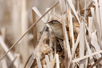 Marsh Wren (Cistothorus palustris), British Columbia, Canada