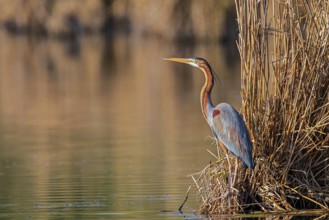 Purple Heron (Ardea purpurea), Baden-Wuerttemberg, Germany