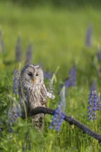 One Ural owl (Strix uralensis) sitting on a branch lying in a field of flowering lupines in late