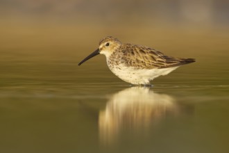 Dunlin (Calidris alpina) foraging, North Rhine-Westphalia, Germany