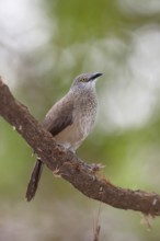 Brown Babbler (Turdoides plebejus), Lake Baringo, Kenya