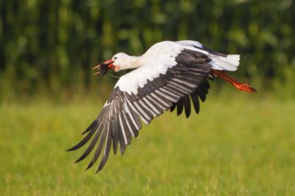 White Stork (Ciconia ciconia) female flying with caught mole in its beak, North Rhine-Westphalia,
