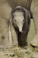A young elephant baby stands curiously between the legs of an adult elephant, Asian elephant