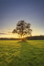 View of a tree standing alone in a meadow in the sunset, autumn, tree, willow, meadow, backlight,