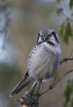 Northern Hawk-Owl (Surnia ulula), Saxony, Germany