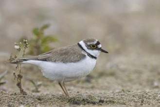 Little Ringed Plover (Charadrius dubius) female foraging, North Rhine-Westphalia, Germany