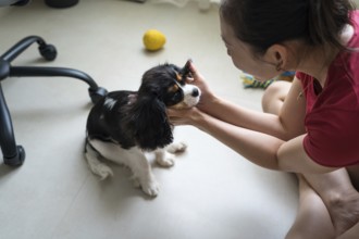 A young woman is training her Cavalier King Charles Spaniel indoors. The cheerful scene captures