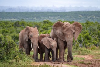 Herd of elephants with young, African elephant (Loxodonta africana), Addo Elephant National Park,