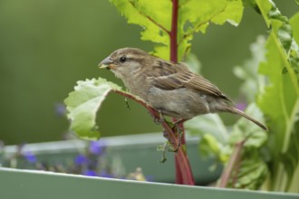 House sparrow (Passer domesticus) adult garden bird eating Swiss chard plant leaves in a vegetable