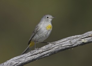 Virginia's Warbler (Leiothlypis virginiae), New Mexico, USA