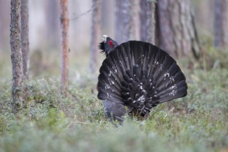 Western Capercaillie (Tetrao urogallus) male, Nizhegorodskaya, Russia