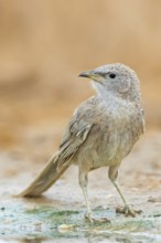 Graudrossling, Arabian Babbler, Turdoides squamiceps, Cratérope écaillé, Tordalino Arábigo