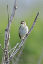 Reed Warbler (Acrocephalus schoenobaenus) singing in a shrub, Wildlife, Lembruch, Ochsen Moor,