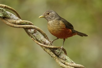 Rufous-bellied Thrush (Turdus rufiventris) perched on a branch in the Atlantic Rainforest Region of