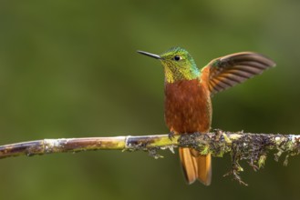 Chestnut-breasted Coronet (Boissonneaua matthewsii) flapping, Napo, Ecuador