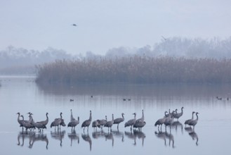 Kranich, Common Crane, Crane, Grus grus, Grue cendrée, Grulla Común, Mond, Moon